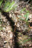 Image of Gastrodia lacista D. L. Jones