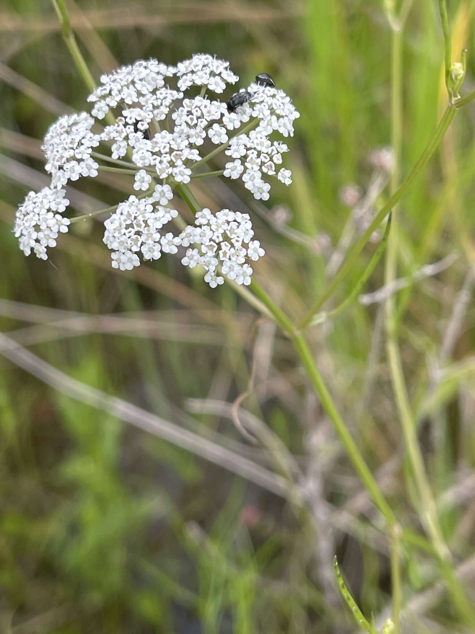 Image of Gulf River Harperella