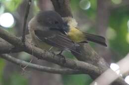 Imagem de Pachycephala pectoralis xanthoprocta Gould 1838