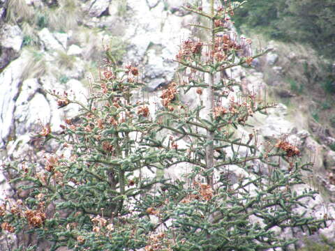 Image of Spanish Fir