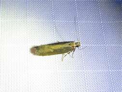 Image of Eyeringed Chionodes Moth