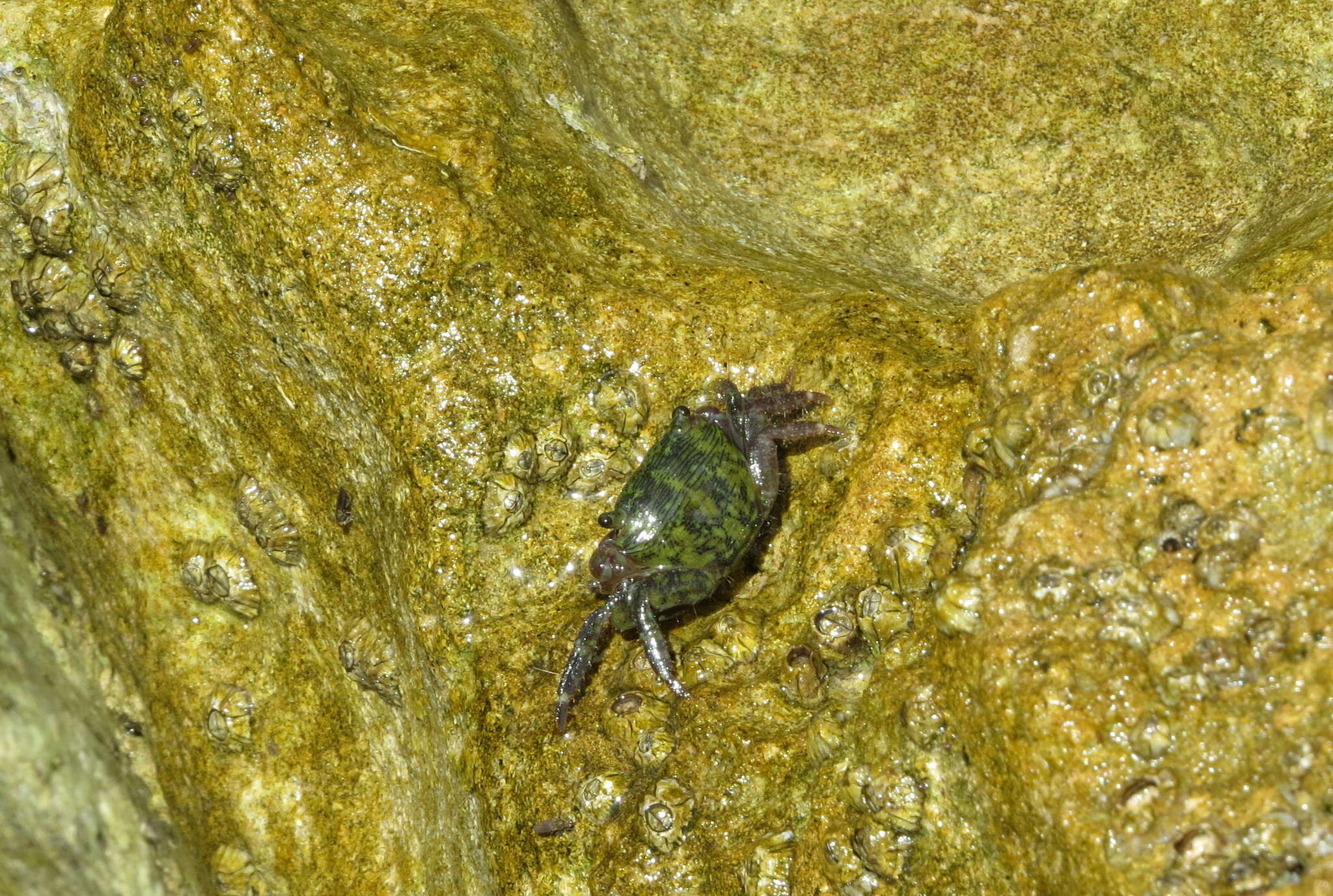 Image of mottled shore crab