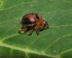 Image of Bolbocerosoma lepidissimum Brown 1928