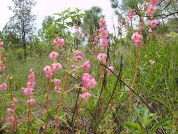 Image of Begonia angustiloba A. DC.