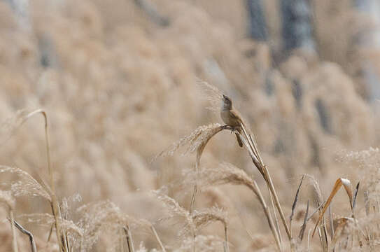 Image of Savi's Warbler