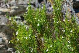 Image de Stachys glutinosa L.