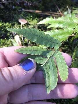 Image of Autumn fern