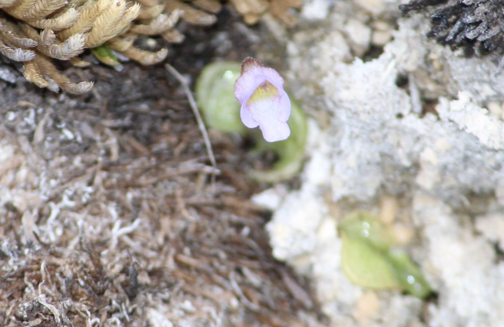 Pinguicula takakii S. Z. Ruiz & J. Rzedowski的圖片