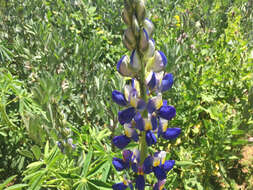 صورة Lupinus bogotensis Benth.