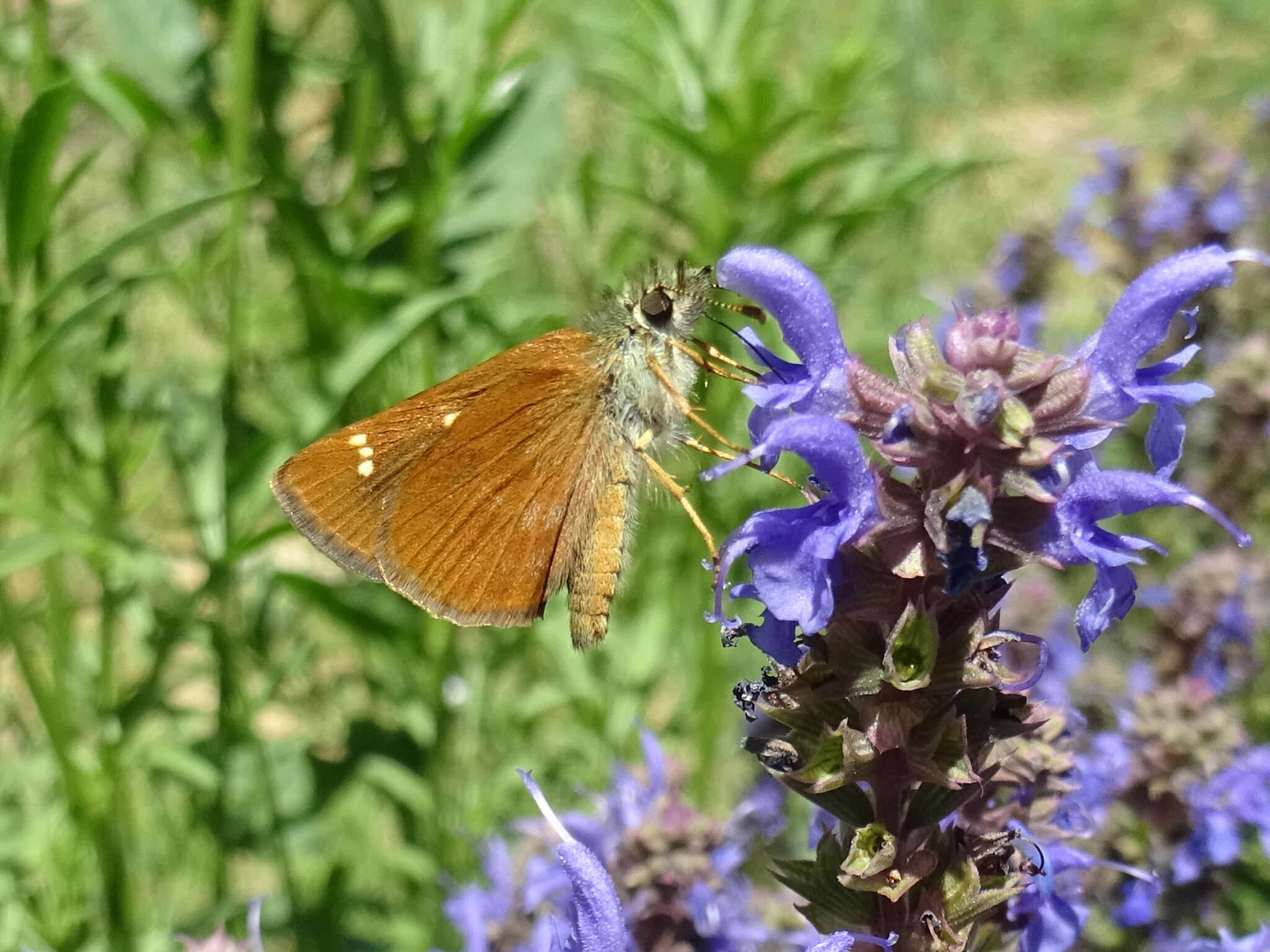 Image of Russet Skipperling