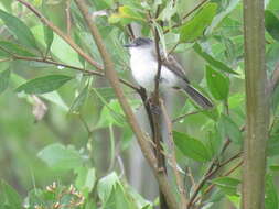 Image of River Tyrannulet
