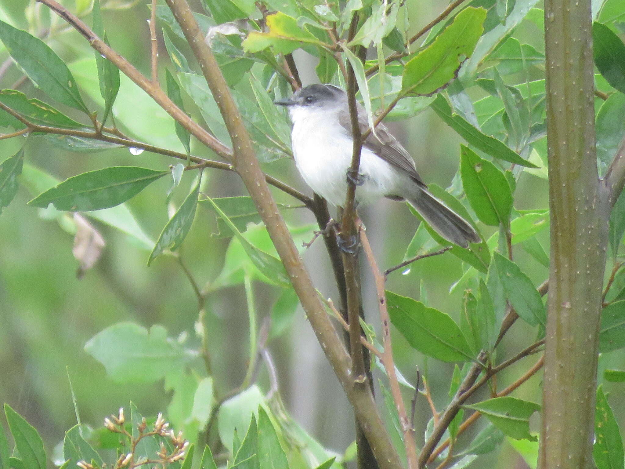 Serpophaga hypoleuca Sclater, PL & Salvin 1866的圖片