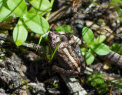 Image of Chiriboga robber frog