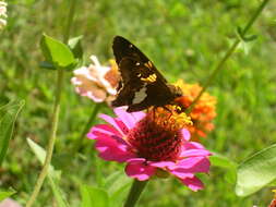 Image of Silver-spotted Skipper