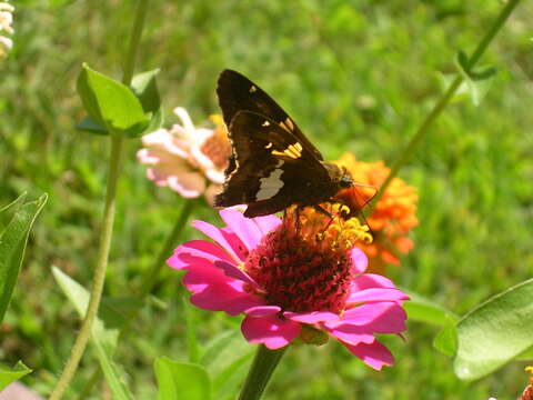 Image of Silver-spotted Skipper