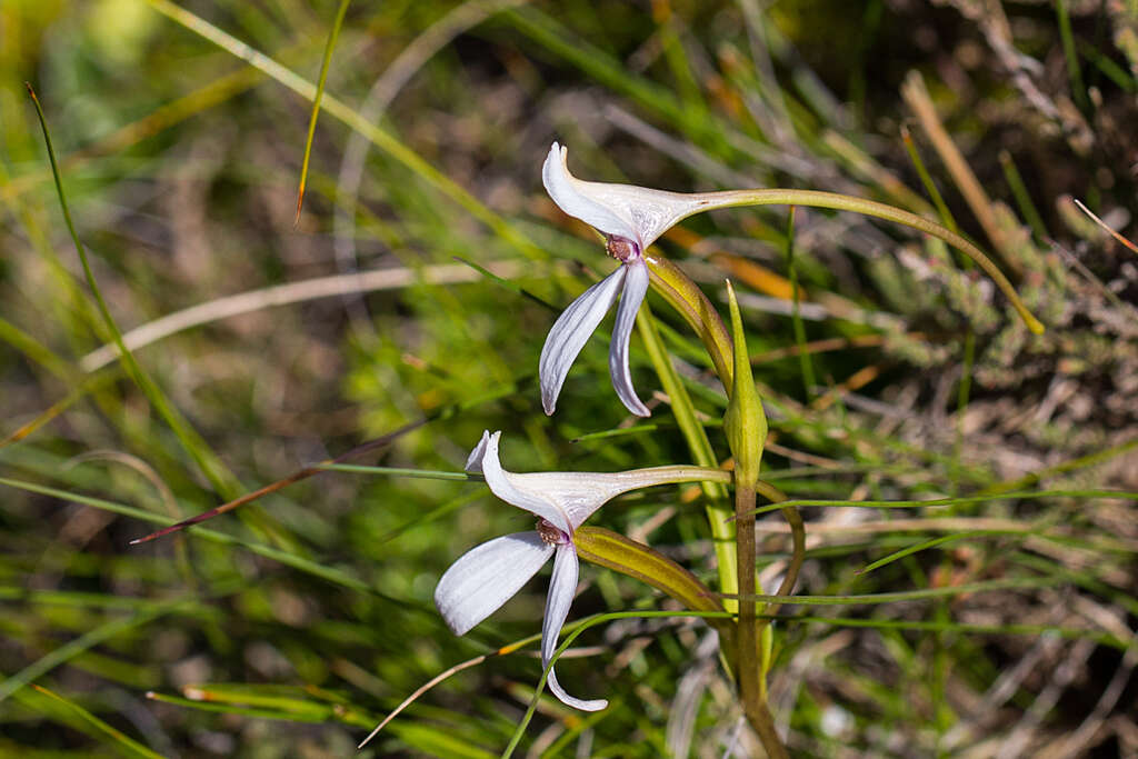 Image of Brownleea macroceras Sond.