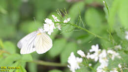 Image of Pieris melete Ménétriès 1857