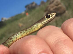 Sivun Coluber constrictor mormon Baird & Girard 1852 kuva