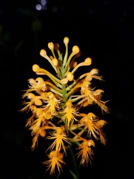 Image de Platanthera chapmanii (Small) Luer