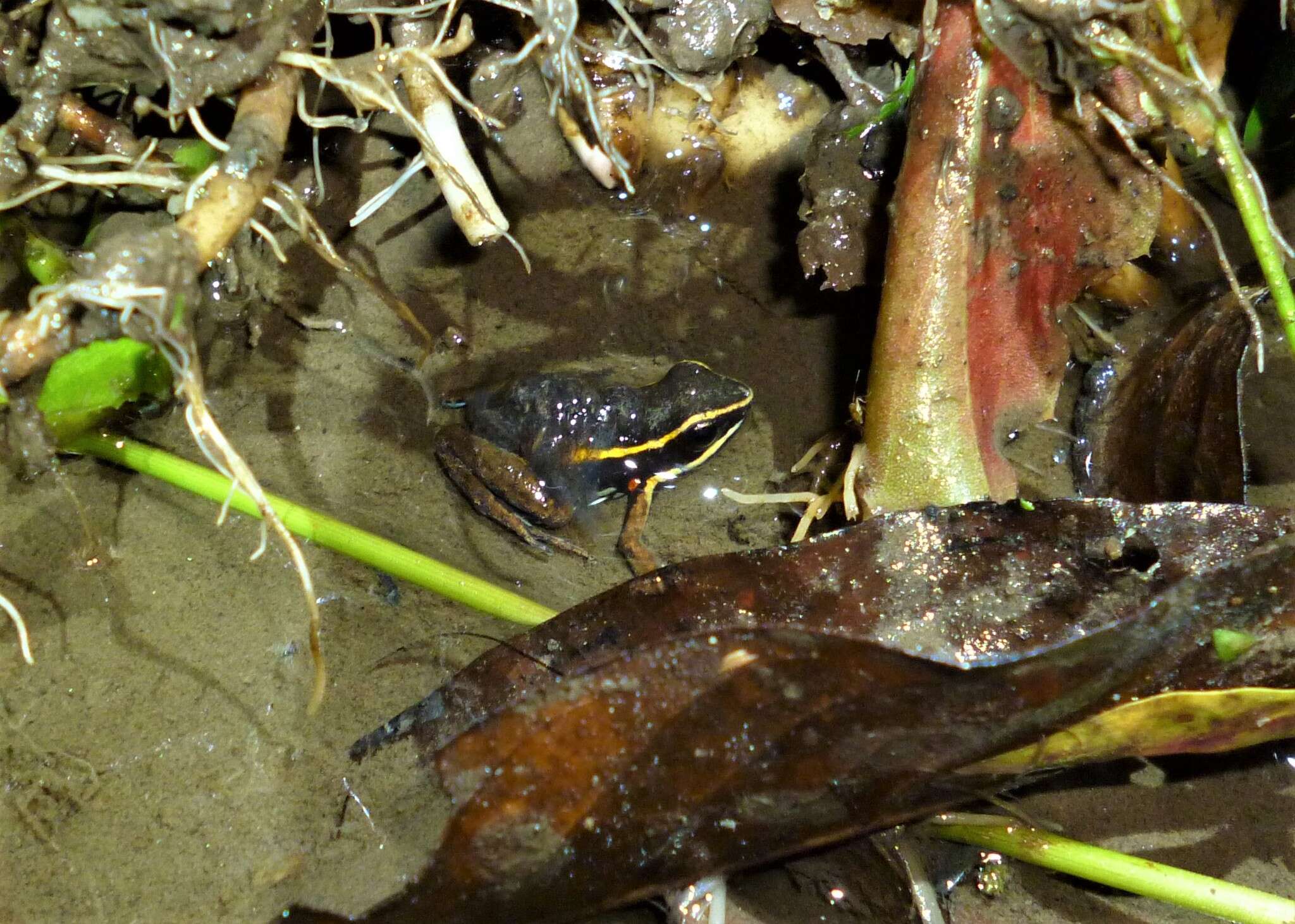 Ameerega picta (Tschudi 1838) resmi