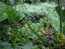 Image of Calathea guzmanioides L. B. Sm. & Idrobo