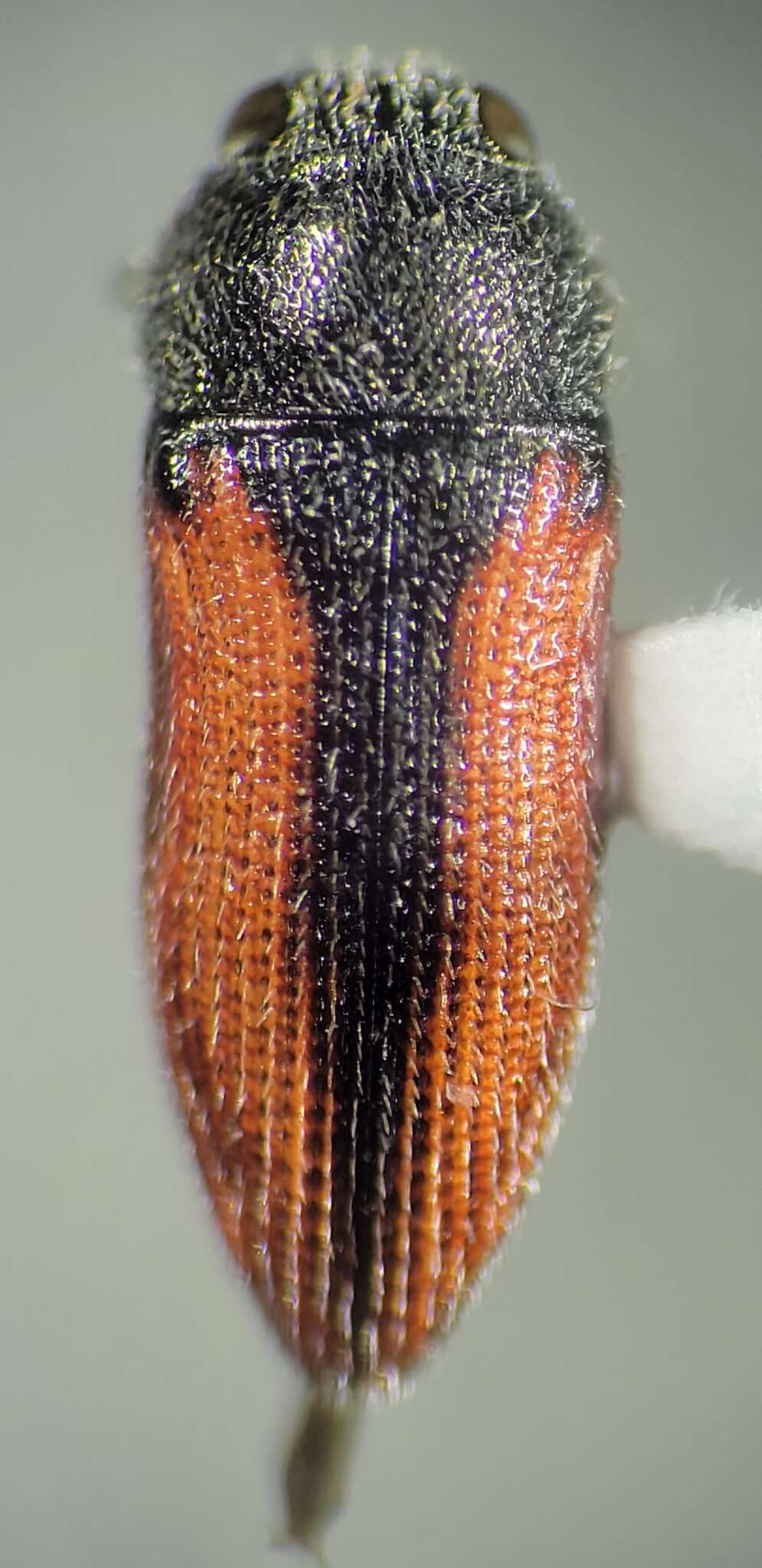 Image of Acmaeodera robigo Knull 1954
