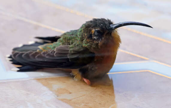 Image of Bronzy Hermit