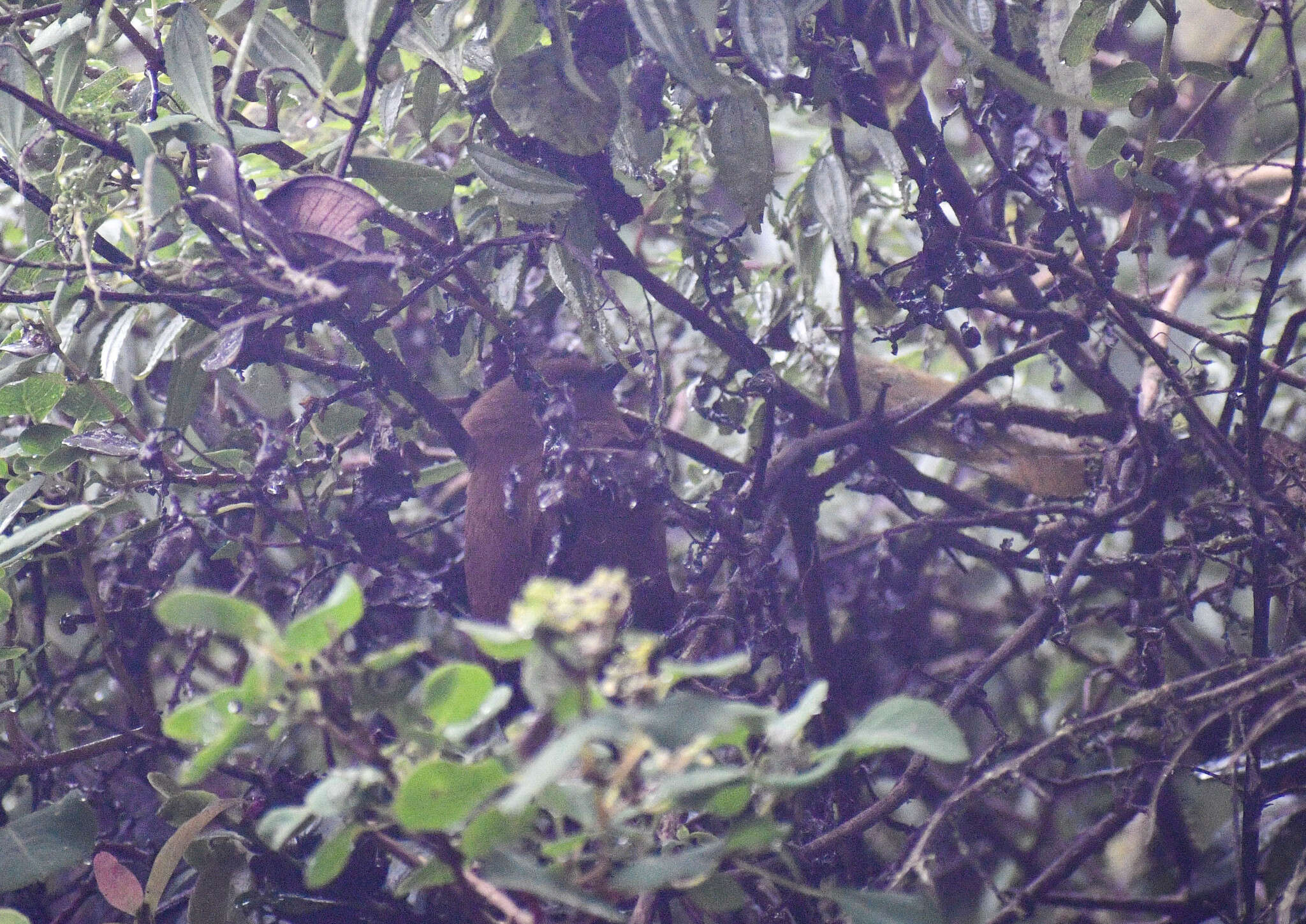 Image of Rufous Wren