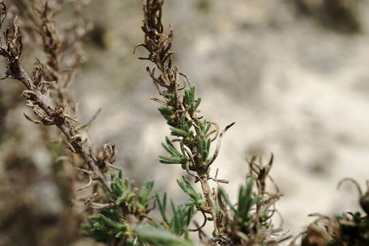 Image of Nitrosalsola laricina (Pall.) Theodorova