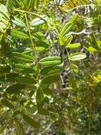 Image of Pongamiopsis pervilleana (Baill.) R. Vig.