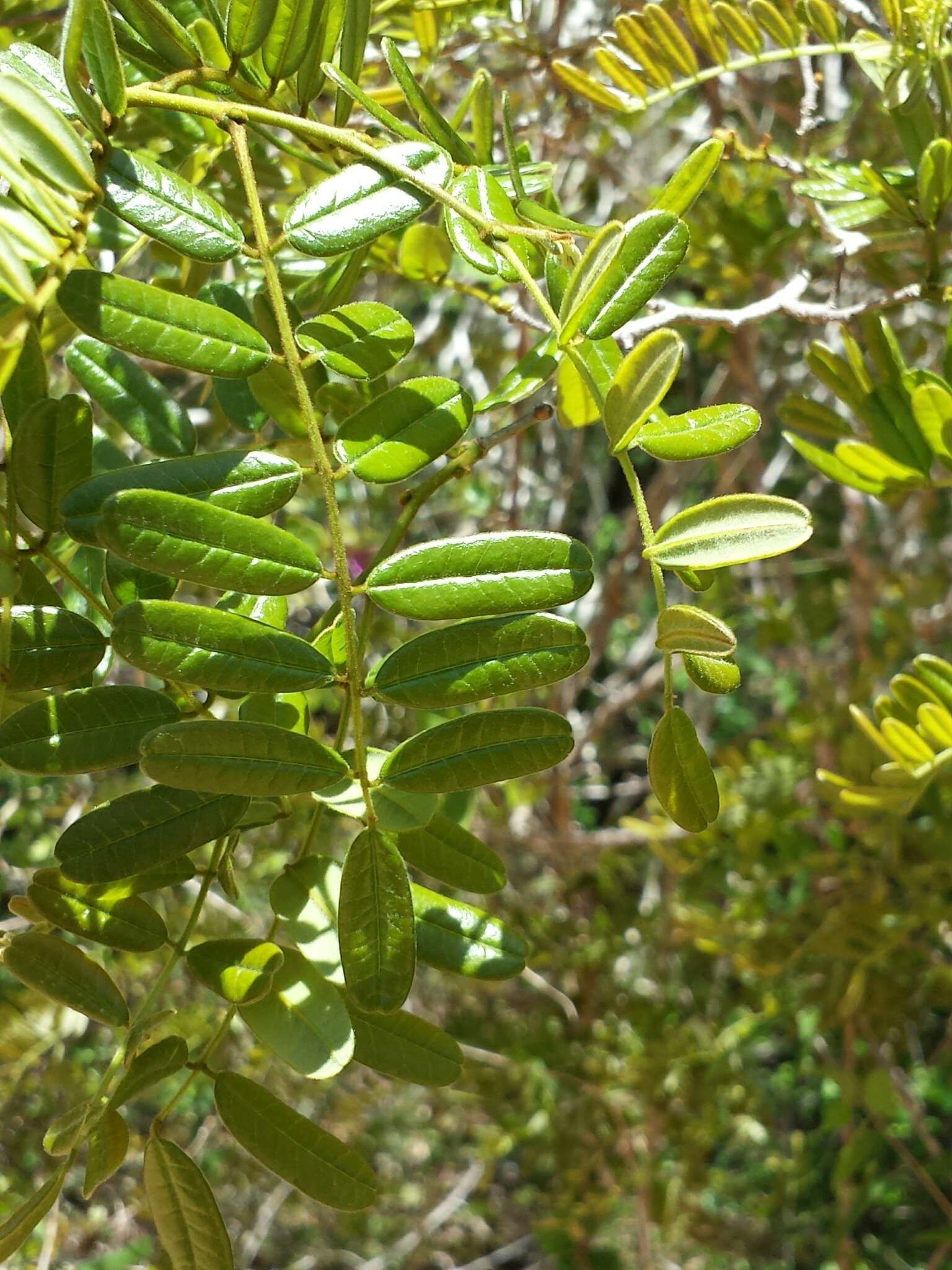 Image of Pongamiopsis pervilleana (Baill.) R. Vig.