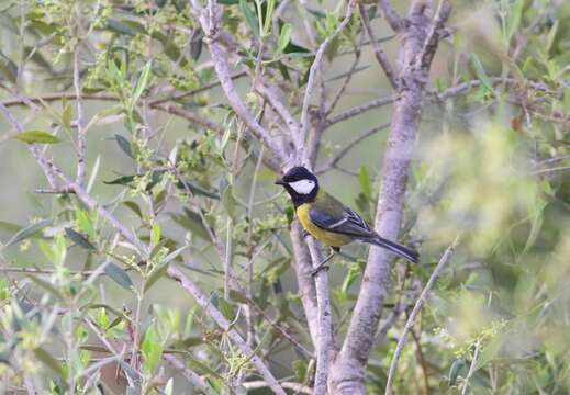 Image of Parus major aphrodite Madarász 1901