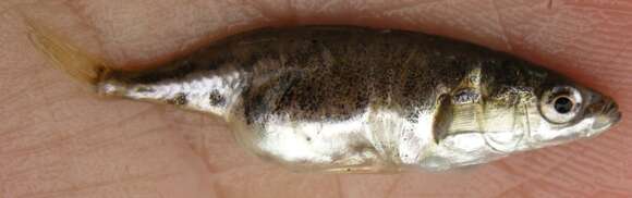 Image of Blackspotted Stickleback