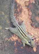 Image of Asiatic striped squirrel