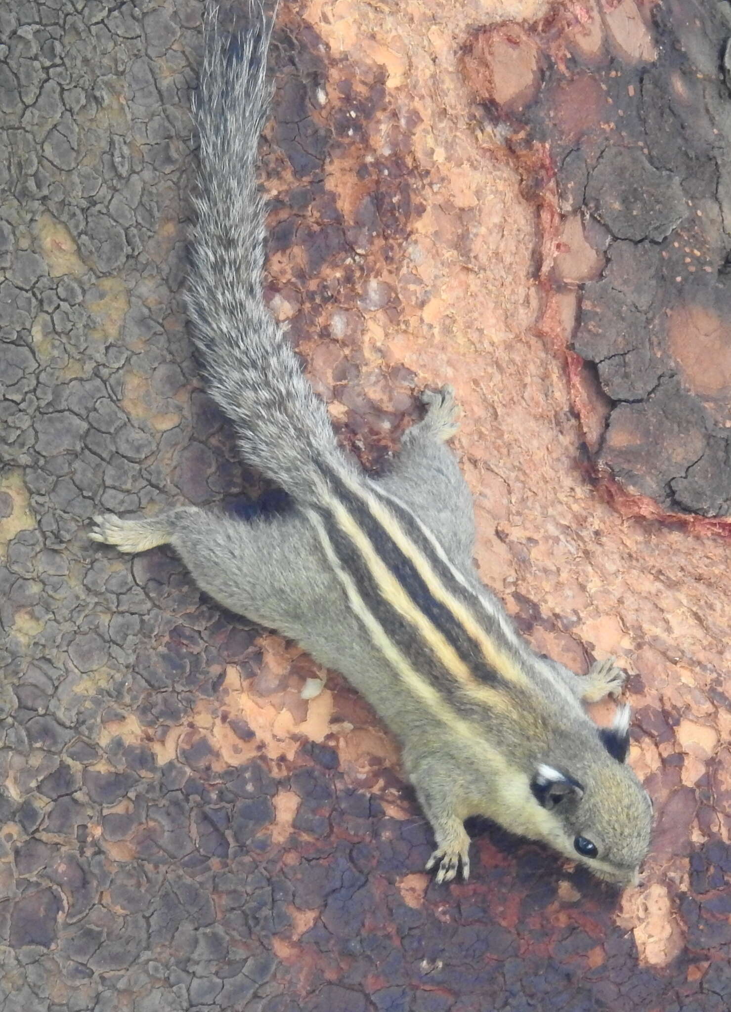 Image of Asiatic striped squirrel