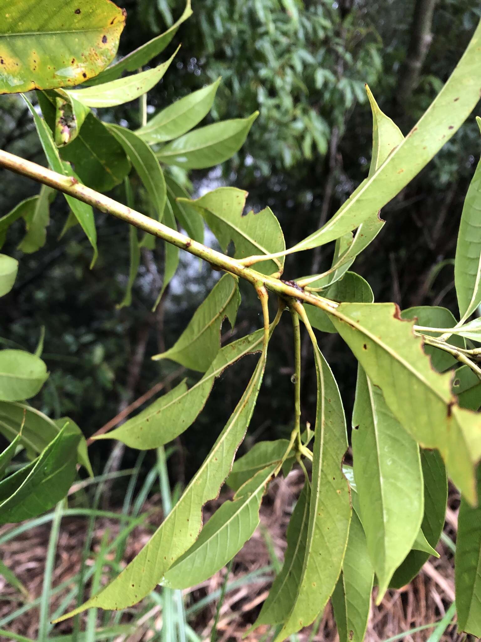 Image of Lithocarpus brevicaudatus (Skan) Hayata