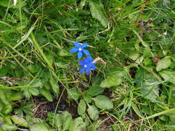 Image of Gentiana utriculosa L.