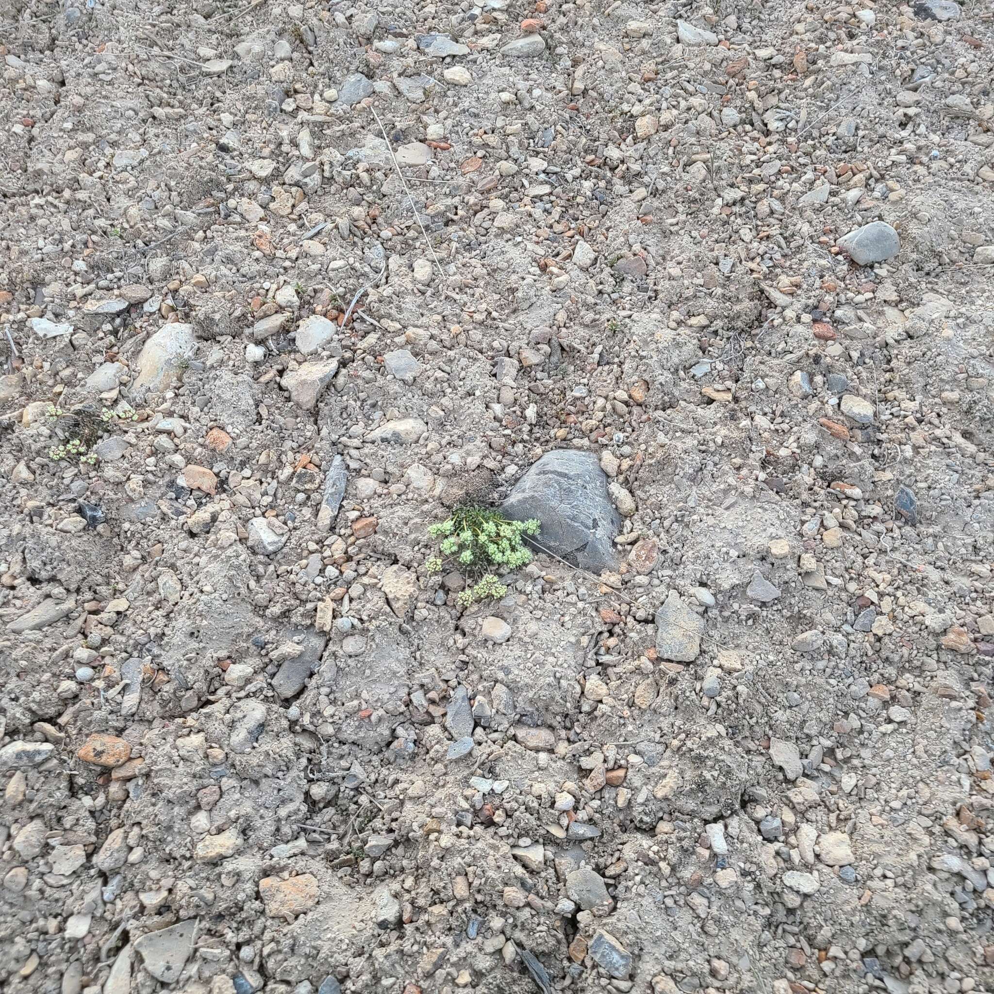 Image of gray buckwheat