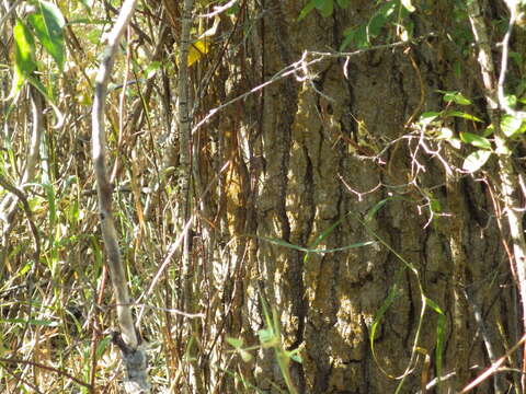 Image of Populus trichocarpa Torr. & A. Gray ex Hook.