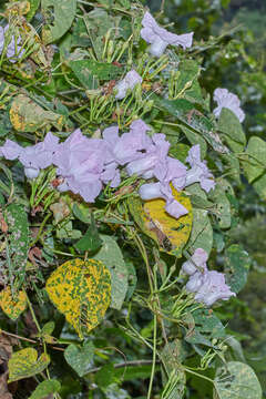 Plancia ëd Ipomoea batatoides Choisy