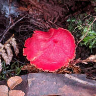 Image of Hygrocybe firma (Berk. & Broome) Singer 1958