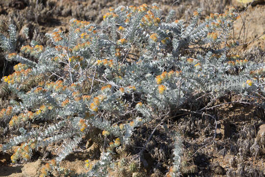 Image of <i>Acmispon argophyllus</i> var. <i>adsurgens</i>