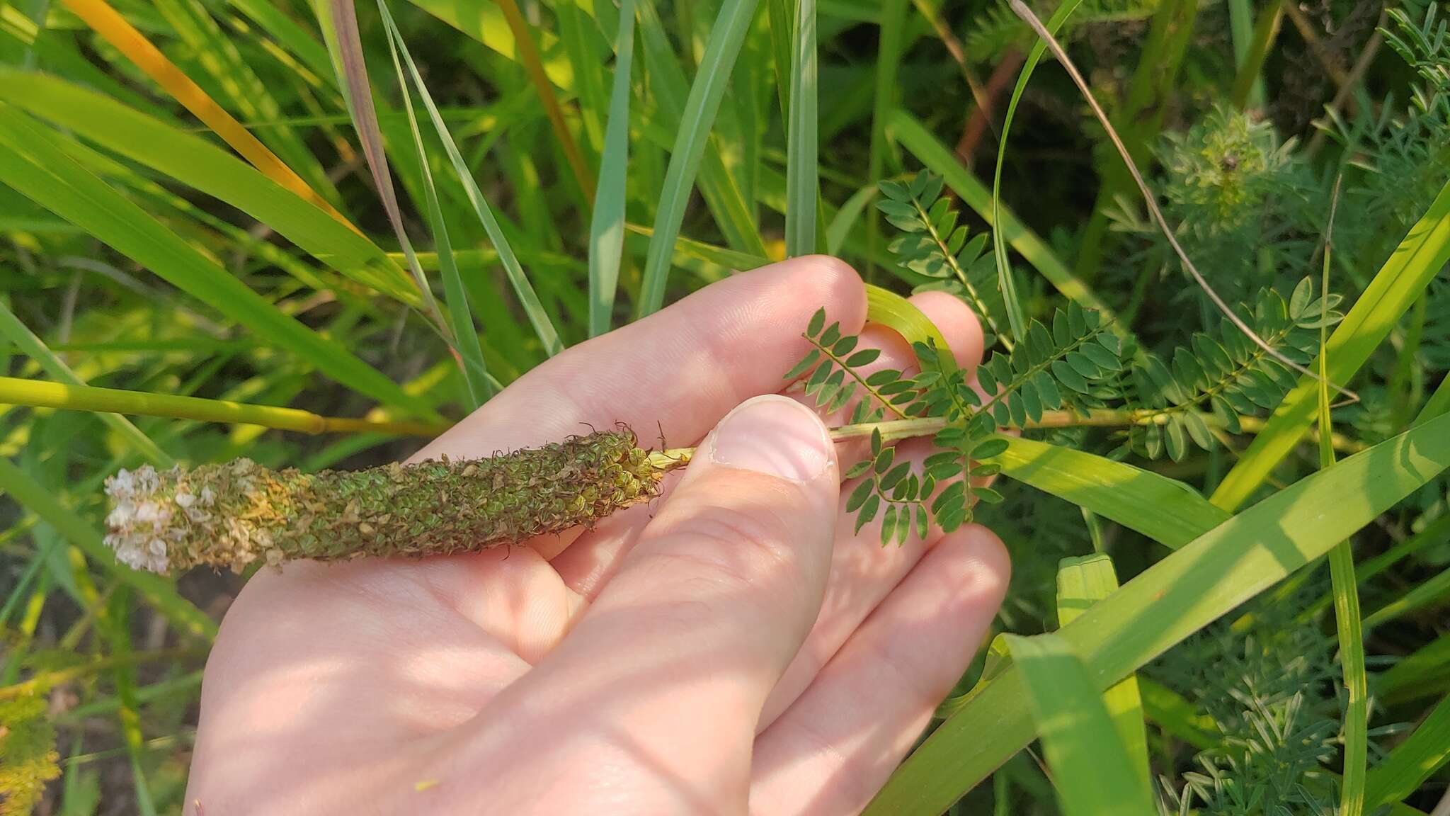 Image of leafy prairie clover