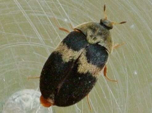 Image of Banded Black Carpet Beetle