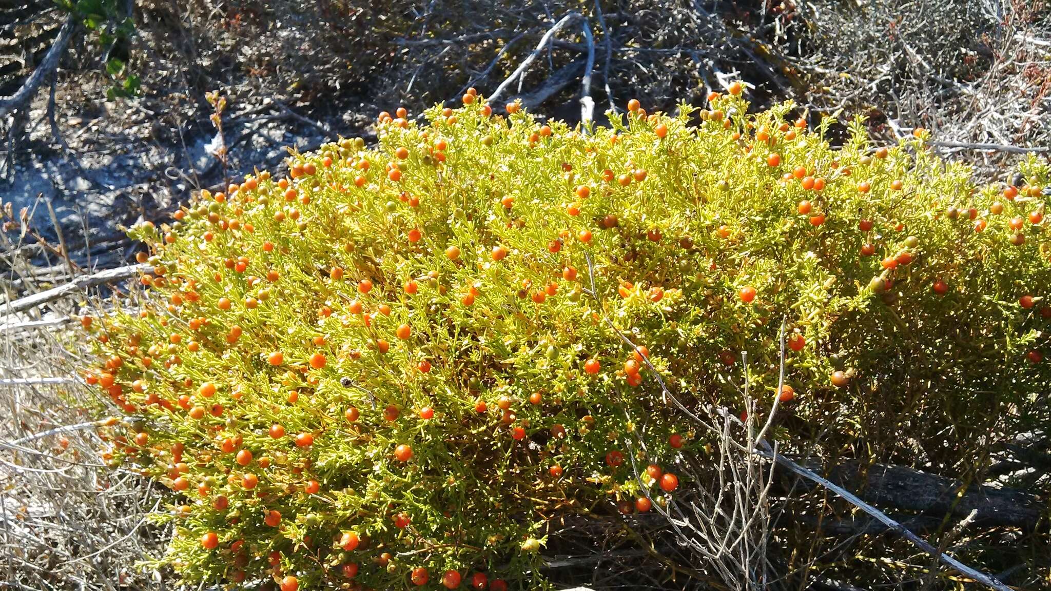 Image de Chironia baccifera L.