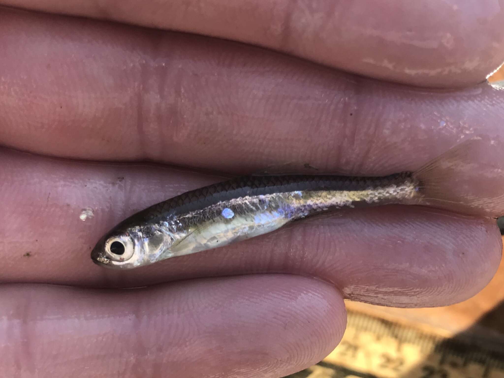 Image of texas shiner