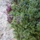 Image of Teucrium rotundifolium Schreb.