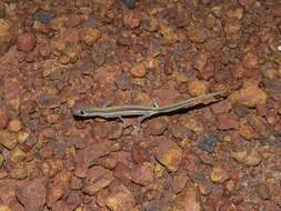 Image of Southern Phasmid Gecko