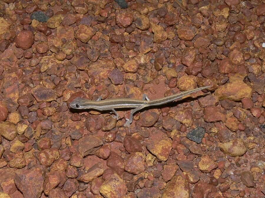 Image of Southern Phasmid Gecko