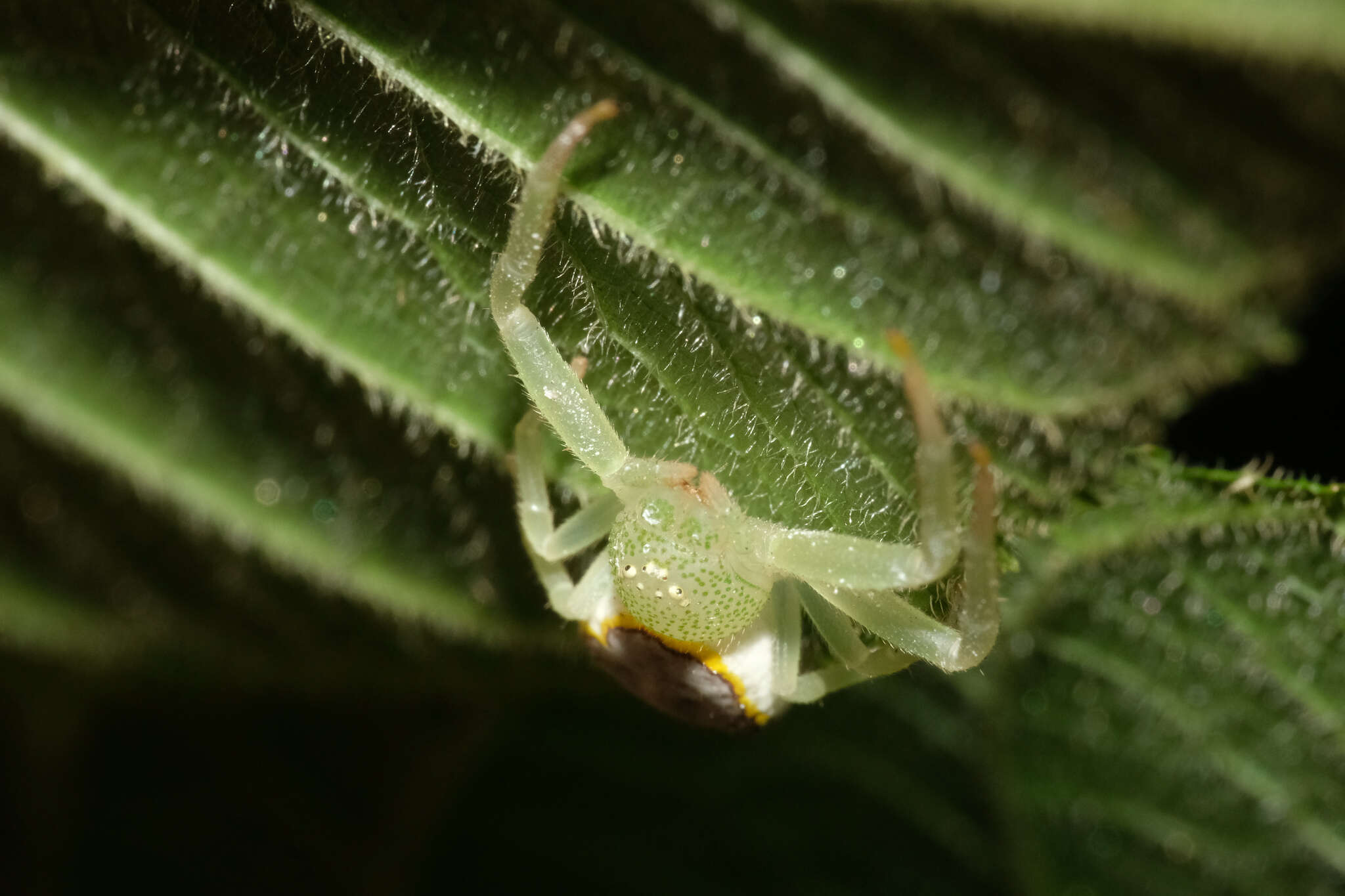 Image of Massuria bellula Xu, Han & Li 2008